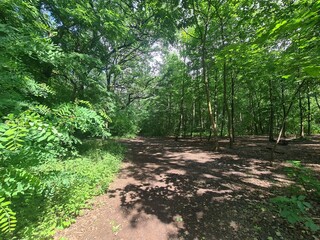 Obraz premium forest walking path in the Plänterwald Forest