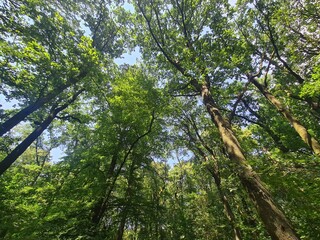 Trees in the Plänterwal Forest, Berlin Treptow