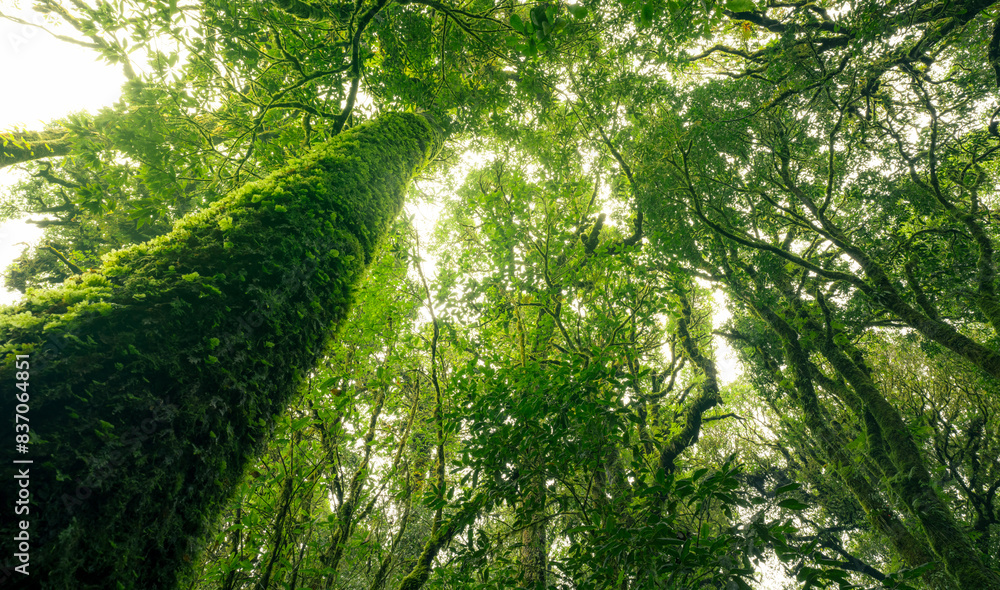 Wall mural looking up view of tree trunk to green leaves of tree in forest with sun light. fresh environment in