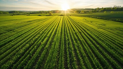 Sunset view over a green agricultural field with straight rows of crops, symbolizing growth and prosperity in farming and nature. - Powered by Adobe