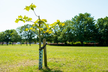 Young Oak sapling tree seen with a protective wrap around its delicate trunk to protect against...