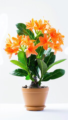 Indoor flowers lily in a clay pot on a white background