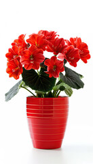 Obraz premium Indoor flowers roses in a clay pot on a white background