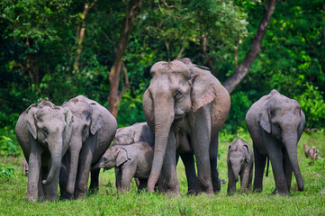 A herd of Asiatic Elephant waiting to cross the road at Manas National Park, Assam, India