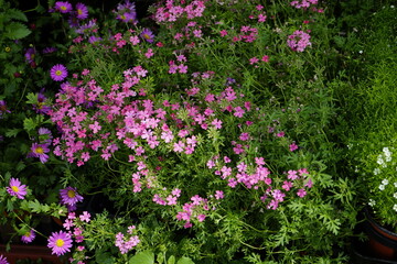 봄날의 꽃들이 아름답게 피었습니다