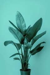 Potted Plant on Blue Wall