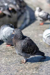 City birds leisurely drink water from fountain with beaks and wings spread