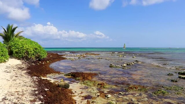 Tropical Caribbean beach water seaweed sargazo Playa del Carmen Mexico.