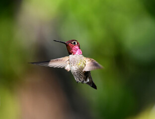 Purple Hummingbird Head Flight on Green Motivational Inspirational © Michael