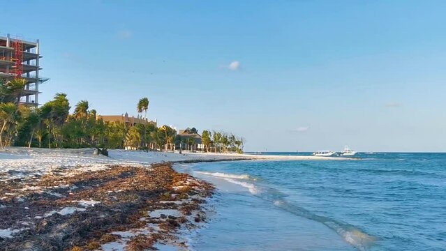 Tropical Caribbean beach water seaweed sargazo Playa del Carmen Mexico.