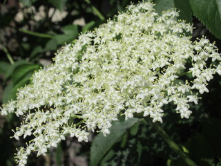 Zbliżenie na białe kwiaty czarnego bzu © Kumulugma