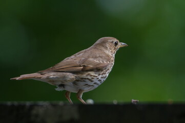 Song thrush aka Turdus philomelos isolated on green blurred background. 