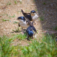 Delichon urbicum aka Western or  Common house martin. Collecting mud for building of nest. Common birds which is often nesting in residential areas.