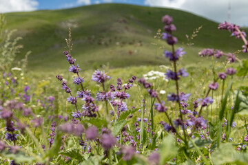 Armenian Hillsides Bloom With Purple Flowers