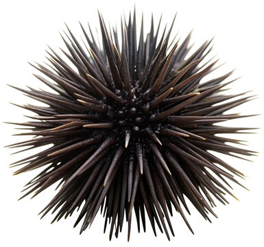 urchin, generative ai