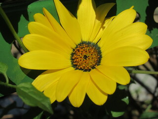 Zbliżenie na jasnożółte kwiaty rośliny z gatunku Arctotis  © Kumulugma