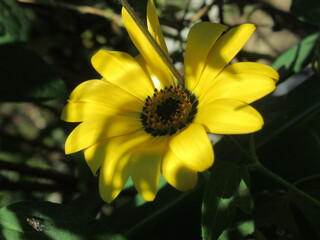 Zbliżenie na jasnożółte kwiaty rośliny z gatunku Arctotis  © Kumulugma