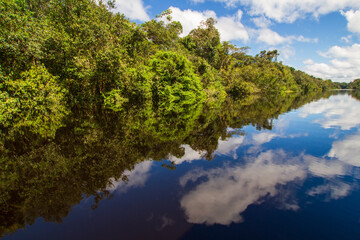 Scenic Views of the Negro River: Discover the tranquil beauty and rich biodiversity of this Amazonian tributary, ideal for travel and environmental-themed projects, near Manaus, Brazil