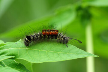 a hairy caterpillar on a leaf, macro, close up, insect, wildlife.