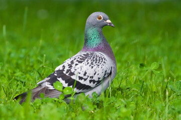 Columba livia aka pigeon (rock or domestic) in the grass. Close-up portrait. 