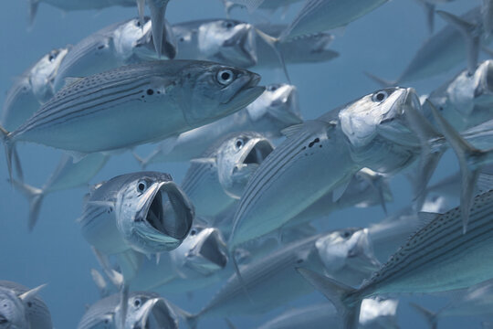 Rastrelliger kanagurta Longjawed Mackerel big mouth school