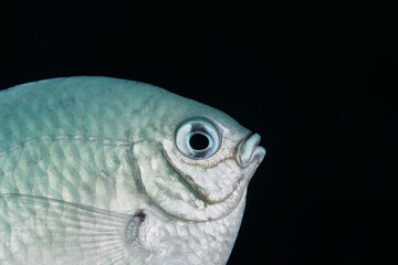 Amblyglyphidodon leucogaster white belly damsel fish