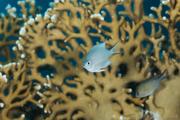 Amblyglyphidodon leucogaster white belly damsel fish