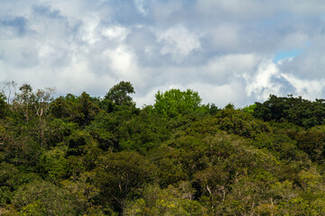 Scenic Views of the Negro River: Discover the tranquil beauty and rich biodiversity of this Amazonian tributary, ideal for travel and environmental-themed projects