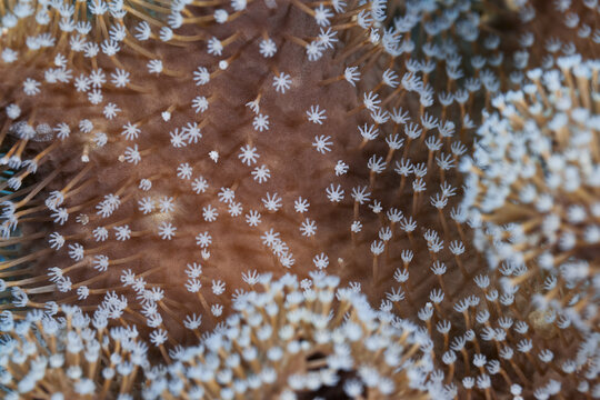 Xenia soft marine coral macro