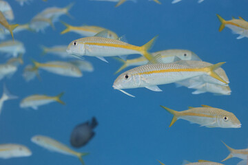 Mulloidichthys martinicus yellow goatfish school