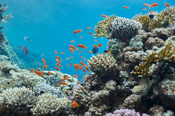 Underwater tropical seascape coral reef and fishes