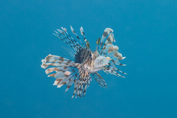 Pterois miles the devil firefish or common lionfish