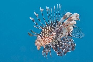 Pterois miles the devil firefish or common lionfish