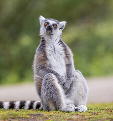 Adult lemur sitting with focused eyes