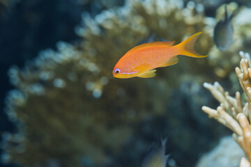 Obraz premium Pseudanthias squamipinnis Goldie, sea goldie, jewel fairy basslet