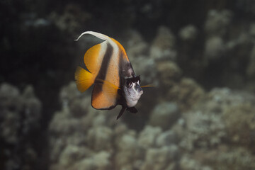 Heniochus acuminatus pennant coralfish, longfin bannerfish, reef bannerfish or coachman