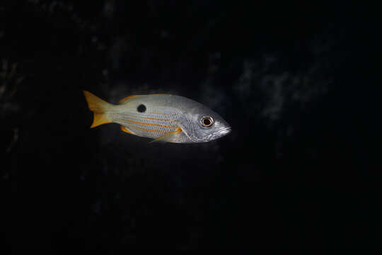Lutjanus fulviflamma, the dory snapper, blackspot snapper, black-spot sea perch, finger-mark bream, long-spot snapper, Moses perch or red bream