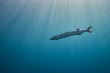 Sphyraena barracuda alone in blue ocean with sun rays