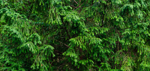 green spruce branches. background or texture