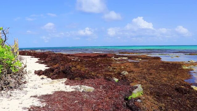 Beautiful Caribbean beach totally filthy dirty and nasty seaweed sargassum problem in Mexico.