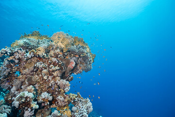 Underwater tropical seascape coral reef and fishes
