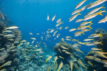 Mulloidichthys martinicus yellow goatfish school