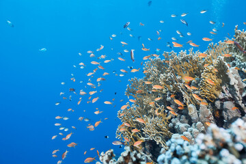 Underwater tropical seascape coral reef and fishes