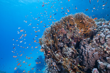 Underwater tropical seascape coral reef and fishes