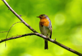 Robin on a Tree branch, green background