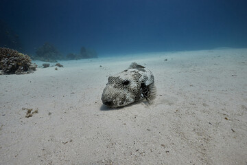 Arothron stellatus stellate pufferfish, starry puffer or starry toadfish