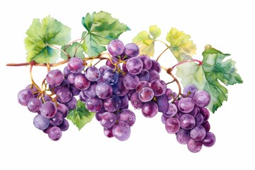 watercolor grape beautiful fruit with leaves,white background