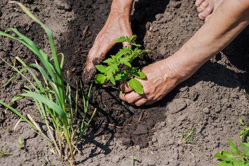 A woman gardener plants a green tomato seedling in wet watered soil from the garden at the...