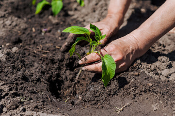 A woman gardener plants a green tomato seedling in wet watered soil from the garden. Close-up...