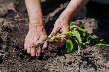 An elderly woman gardener plants a green tomato seedling with her hands in wet watered soil from...